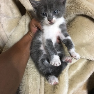 大から小まで