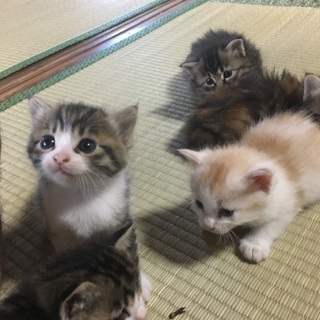 人になついている子です。