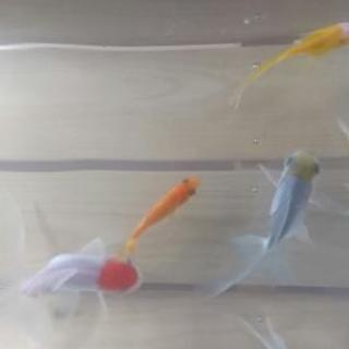 海水 アクアリウムを趣味とする情報交換 − 愛知県