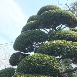 植木屋をお探しならお任せ下さい！ 石神井 大泉の田中造園