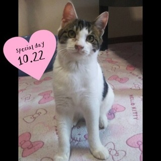 人懐っこい子猫