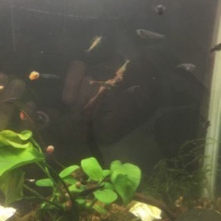 メダカ・稚エビの餌 ゾウリムシの画像