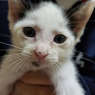 里親募集🌟可愛いハチワレ子猫 男の子