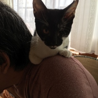 生後四ヶ月♂ジャック君正式譲渡決定しました。