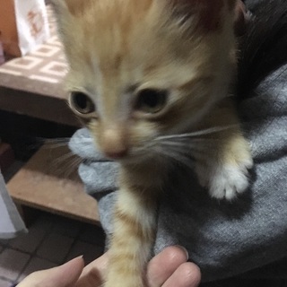 【里親決まりました!!】里親募集してます！