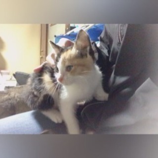 三毛猫 生後1.5~2ヶ月
