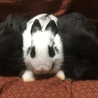 生後１ヶ月のうさぎ。３匹います。