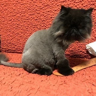 エキゾチックショートヘア♂1歳