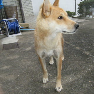 この子を助けてください
