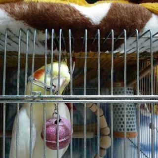 【迷子】オカメインコ探してます
