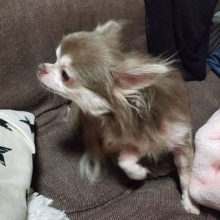 里親探し