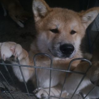 秋田犬の子犬里親募集