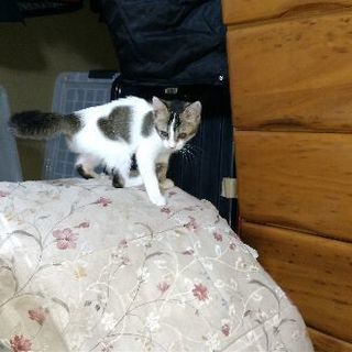 どなたか、かわいそうな子猫を、貰ってください