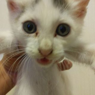 可愛い子猫☆里親募集してます♪♪♪