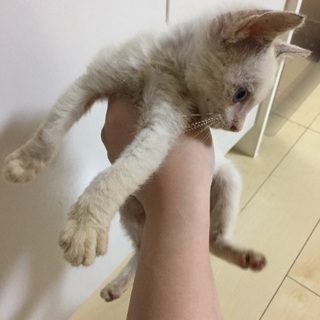 生後二ヶ月の子猫の里親さん募集！