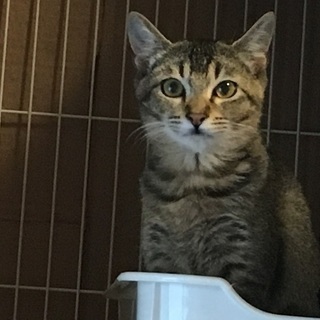 4〜5ヶ月の子猫ちゃん