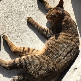 1歳くらいのオスの野良猫です。