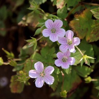 関西LINEグル❁