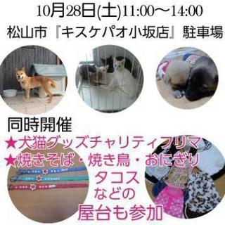 保護犬猫譲渡会にてチャリティフリマします！