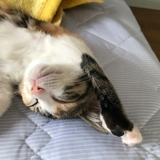 まだ1歳にも満たない子猫の兄妹です
