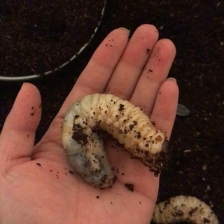 カブトムシの幼虫20匹 - 京都市