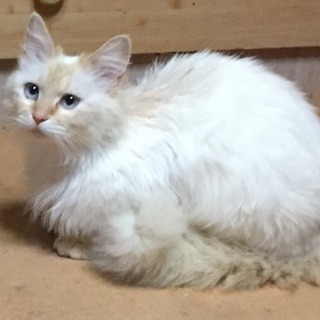 おりこうで大人しい３歳くらいの♀白猫