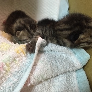 大至急！産まれたて赤ちゃん猫