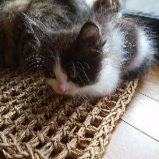 9月8日産まれのふわふわなシロクロのオスです
