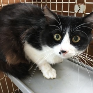 野良猫さん保護してます。至急里親さん探してます！