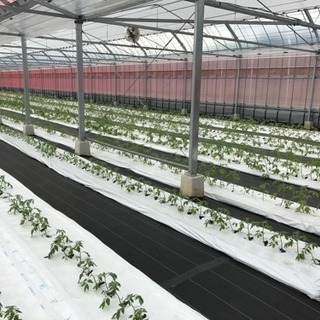 【由布市挾間町】ミニトマト収穫 誰でもできる軽作業 午前中の空いた時間で副収入♪の画像