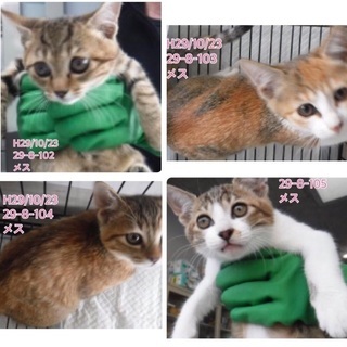 里親決定有難うございました！保健所に持ち込まれた親子6匹猫ちゃん...