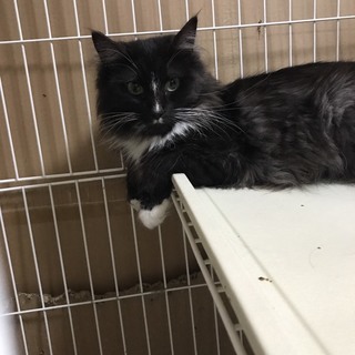 ノルウェージャンフォレストキャット　２歳　メス　黒　ココアちゃん - 堺市