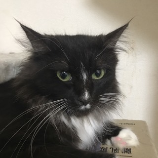 ノルウェージャンフォレストキャット　２歳　メス　黒　ココアちゃん - 猫