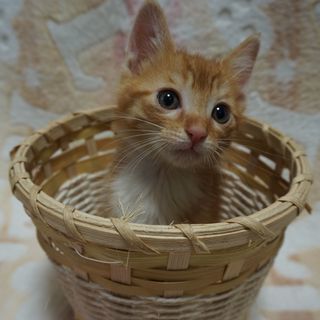 生後２ヵ月オス　　仲良し茶白兄弟　一緒に引き受けて下さる方に　　...