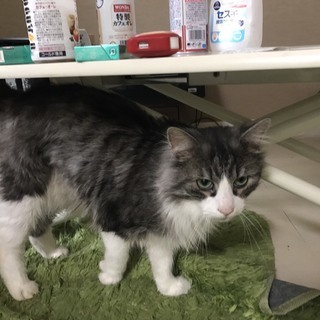 ノルウェージャンフォレストキャット　２歳　オス　シルバータビー　...