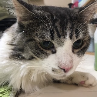 ノルウェージャンフォレストキャット　２歳　オス　シルバータビー　...
