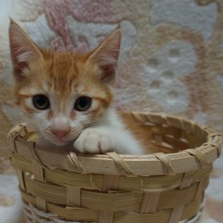 生後２ヵ月　オス　茶白の仲良し兄弟２匹でお願いします　　良いご縁...