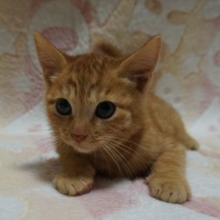 生後２ヵ月　オス　臆病ですが、なついてきました。　良いご縁をいた...