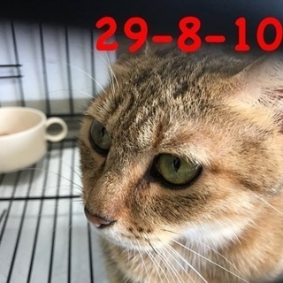 期限10/30 綺麗な茶キジさん お母さんです - 萩市