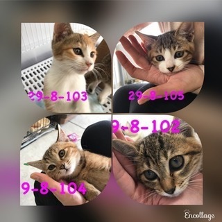期限10/30 綺麗な茶キジさん お母さんです - 里親募集