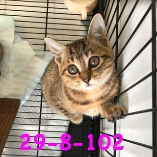 期限10/30 可愛いキジ猫ちゃん