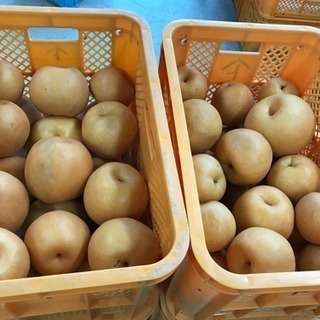 針木まるはり新高梨❣️の画像