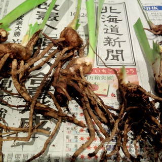 球根ニオイアヤメ（イリス）春秋限定小100円〜200円の画像