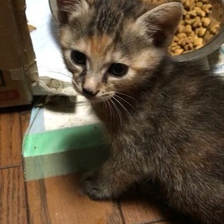 ＊現在キャンセル待ち＊ブルーアイの子猫差し上げます。