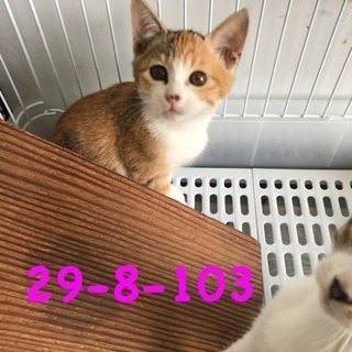 期限10/30 萩市保健所 可愛いキジ三毛ちゃん