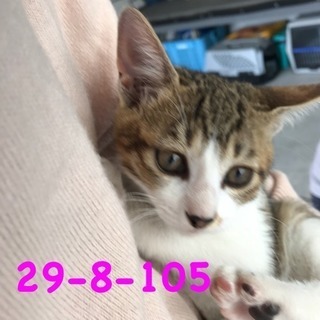 期限10/30 萩市保健所 可愛い白キジちゃん - 猫