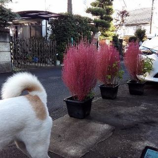 10/14 画像２のような状態／新苗は2020年5月／2019年...