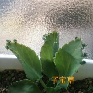 ●子宝草【沢山お分けできます】