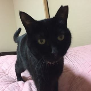 左耳カットの黒猫を探してます（謝礼あり）猫 里親 迷子 保護