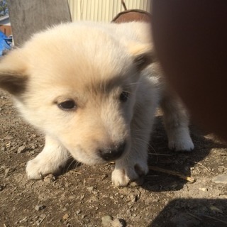 産まれて1ヶ月ちょっとの子犬